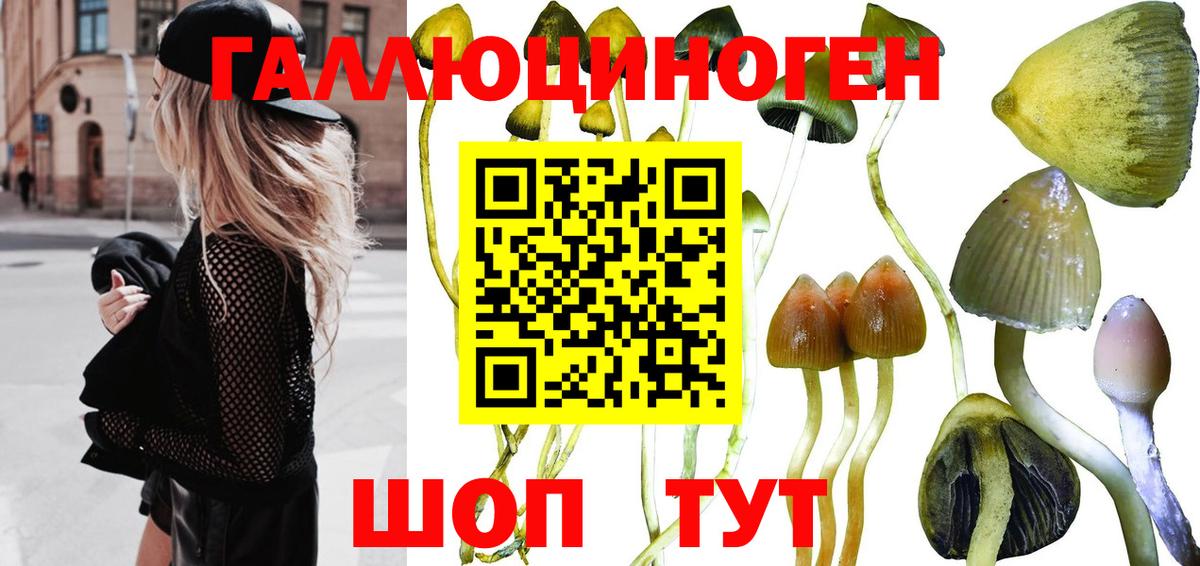 Галлюциногенные грибы Psilocybine cubensis Аксай