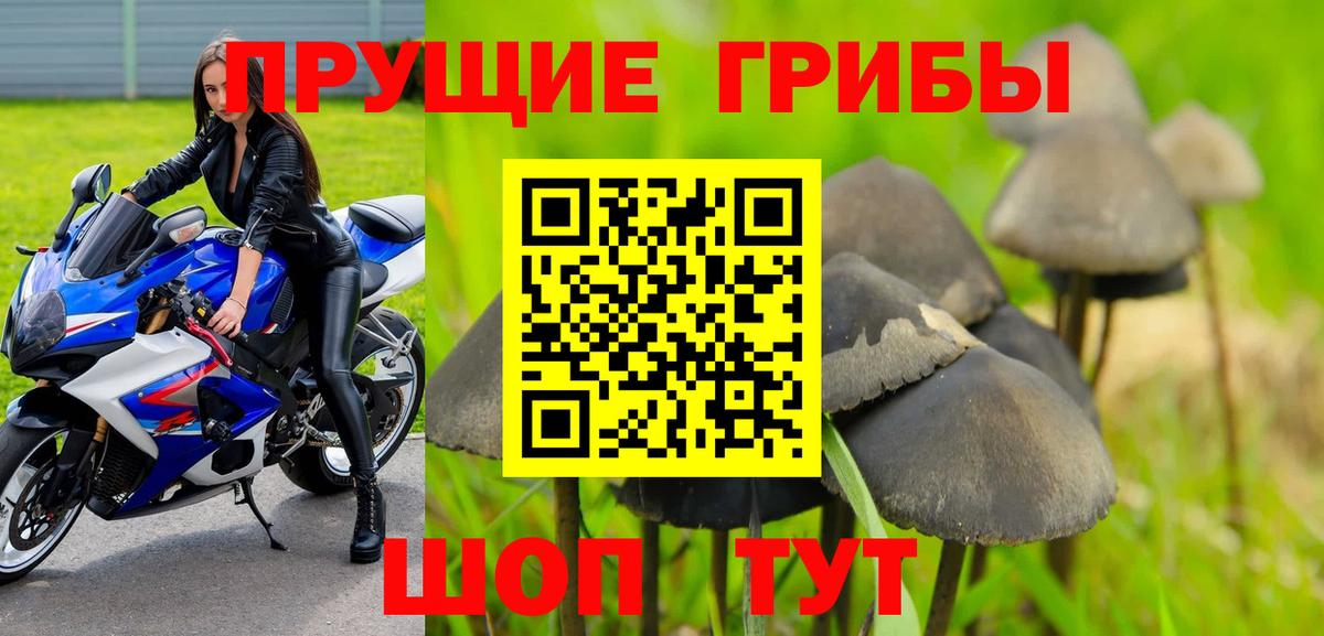 как найти наркотики  Вход с VPN  Аксай  Галлюциногенные грибы Psilocybine cubensis 